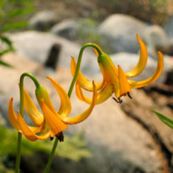 Location: Sierra lily (Lilium kelleyanum) at Kern Hot Spring on High Sierra Trail
Date: 2011-08-01
Photo courtesy of: Miguel Vieira