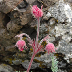 Location: Prairie smoke (Geum triflorum) on Olympic National Forest Mount Townsend Trail
Date: 2010-07-27
Photo courtesy of: Miguel Vieira