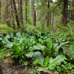 Location: Wetland with skunk cabbage on Big Four Ice Caves Trail
Date: 2011-08-12
Photo courtesy of: Miguel Vieira