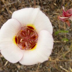Location: Butterfly Mariposa lily (Calochortus venustus) on Sunol Regional Wilderness Canyon View Trail
Date: 2011-06-05
Photo courtesy of: Miguel Vieira