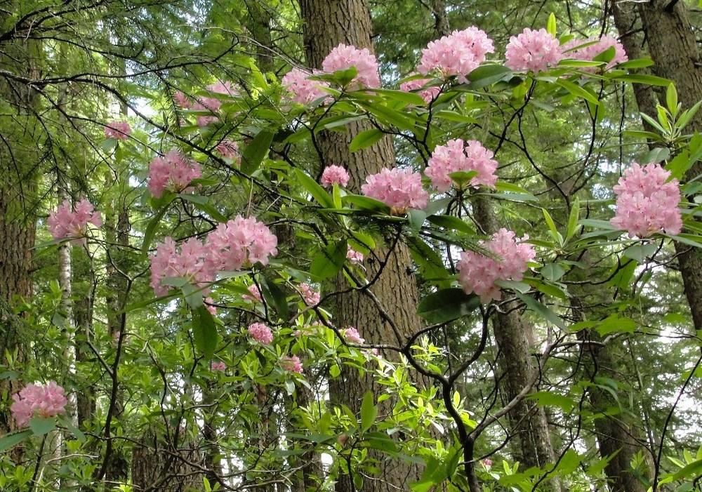 Photo of Pacific Rhododendron (Rhododendron macrophyllum) uploaded by admin