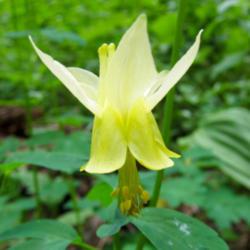 Location: Yellow columbine (Aquilegia flavescens) near Boulder Lake in Payette National Forest
Date: 2011-08-28
Photo courtesy of: Miguel Vieira