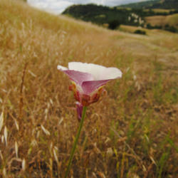 Location: Butterfly Mariposa lily (Calochortus venustus) on Sunol Regional Wilderness Canyon View Trail
Date: 2011-06-05
Photo courtesy of: Miguel Vieira