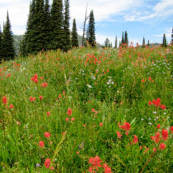 Location: Meadow above Boulder Lake in Payette National Forest
Date: 2011-08-28
Photo courtesy of: Miguel Vieira