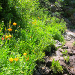 Location: Wildflowers on High Sierra Trail
Date: 2011-08-01
Photo courtesy of: Miguel Vieira