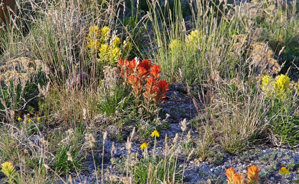 Photo of Castilleja angustifolia var. flavescens uploaded by dirtdorphins