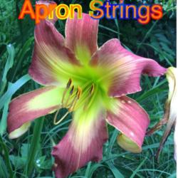 Location: Jones OK,
Date: June 2014
Apron Strings