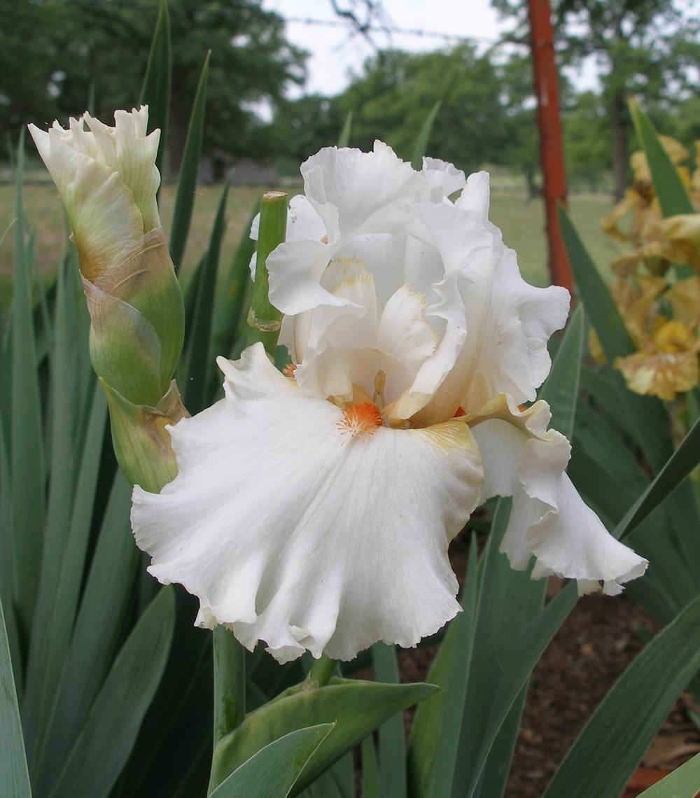 Photo of Tall Bearded Iris (Iris 'Jersey Bounce') uploaded by needrain