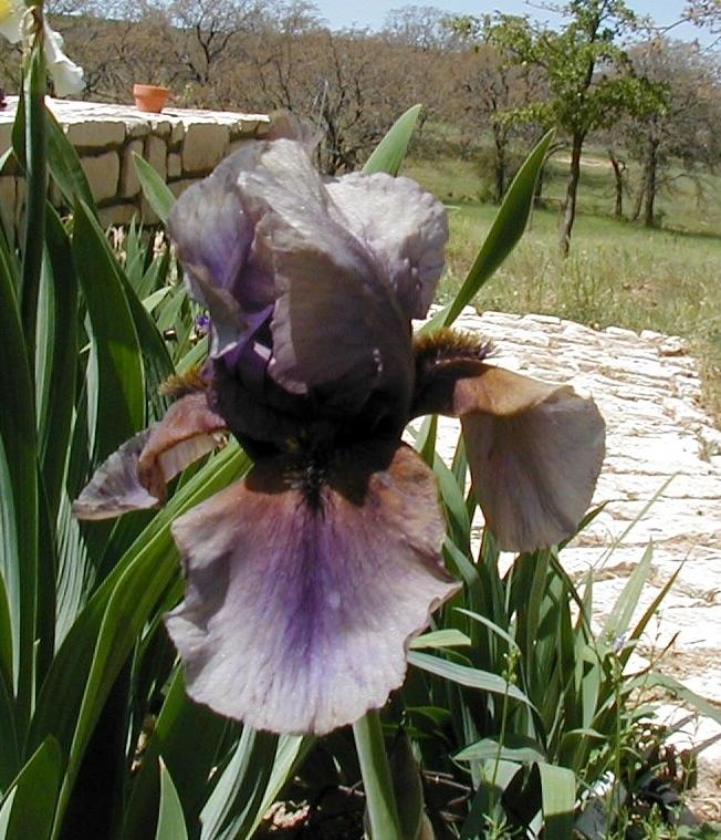Photo of Border Bearded Iris (Iris 'Jungle Shadows') uploaded by needrain