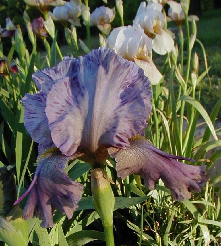 Photo of Arilbred Iris (Iris 'Kalifa's Horn') uploaded by needrain