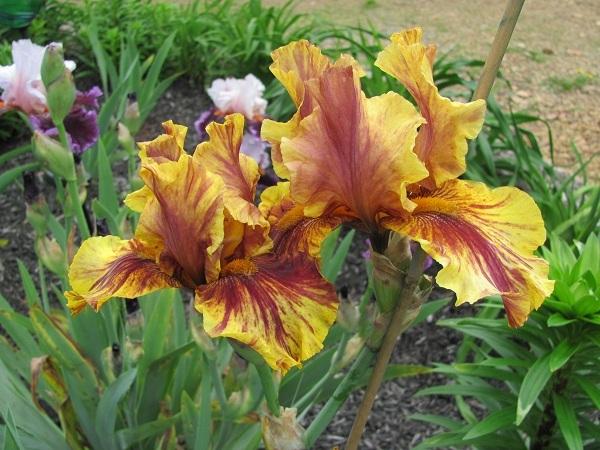 Photo of Tall Bearded Iris (Iris 'Infernal Fire') uploaded by starwoman