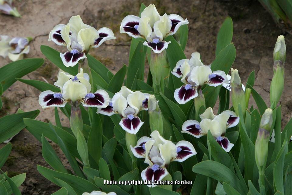 Photo of Miniature Dwarf Bearded Iris (Iris 'Elf Esteem') uploaded by Calif_Sue