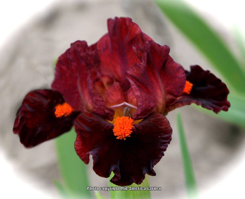 Photo of Standard Dwarf Bearded Iris (Iris 'Mordor') uploaded by Calif_Sue