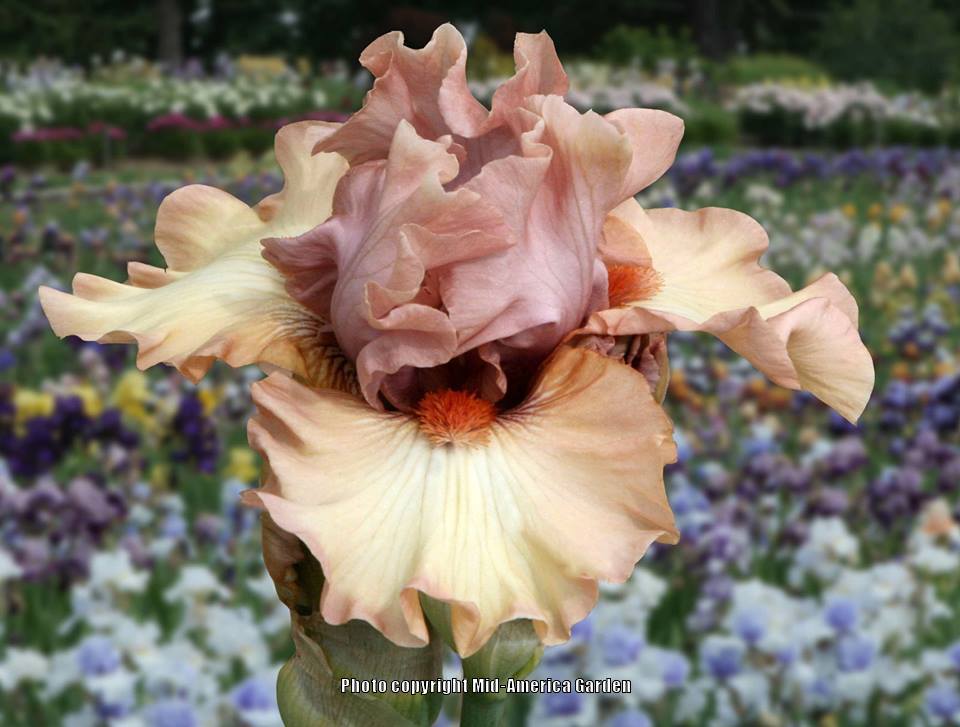 Photo of Border Bearded Iris (Iris 'Venus Blush') uploaded by Calif_Sue