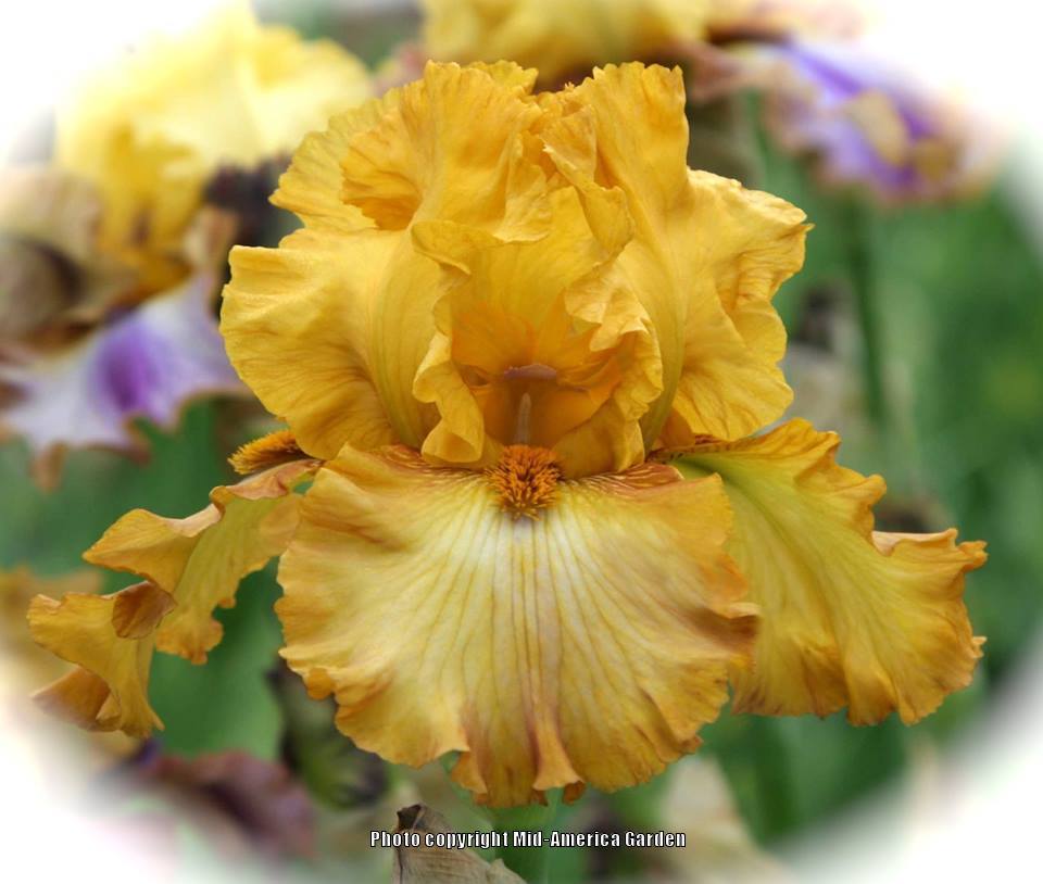 Photo of Tall Bearded Iris (Iris 'Forever and a Day') uploaded by Calif_Sue