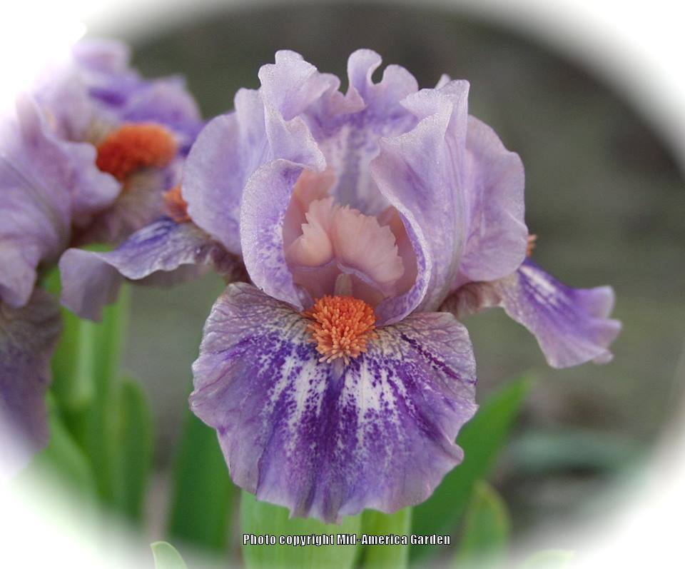 Photo of Standard Dwarf Bearded Iris (Iris 'Tweet') uploaded by Calif_Sue