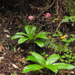 Location: Andrew's Clintonia (Clintonia andrewsiana) Muir Woods
Date: 2010-06-01
Photo courtesy of: Miguel Vieira