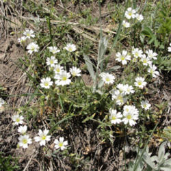 Location: Field chickweed (Cerastium arvense ssp. strictum) Boulder NCAR Trail
Date: 2010-06-09
Photo courtesy of: Miguel Vieira