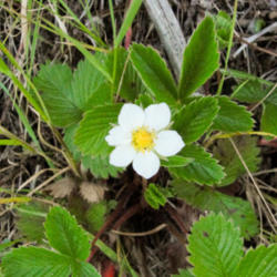 Location: Chilean strawberry (Fragaria chiloensis) on Purisima Creek Redwoods Whittemore Gulch Trail
Date: 2010-04-10
Photo courtesy of: Miguel Vieira
