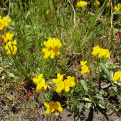 Location: Bird's-foot trefoil (Lotus corniculatus) on Point Reyes Fire Lane Trail
Date: 2010-05-14
Photo courtesy of: Miguel Vieira