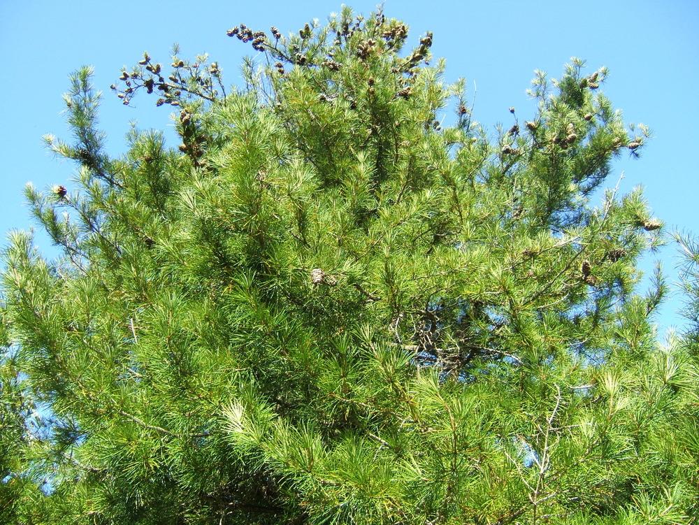 Photo of Japanese Umbrella Pine (Sciadopitys verticillata) uploaded by admin