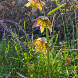Location: Checker lily (Fritillaria affinis) on Mount Diablo Bald Ridge Trail
Date: 2010-04-28
Photo courtesy of: Miguel Vieira
