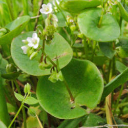 Location: Miner's lettuce (Claytonia perfoliata) on Mount Diablo Wall Point Road
Date: 2010-03-29
Photo courtesy of: Miguel Vieira