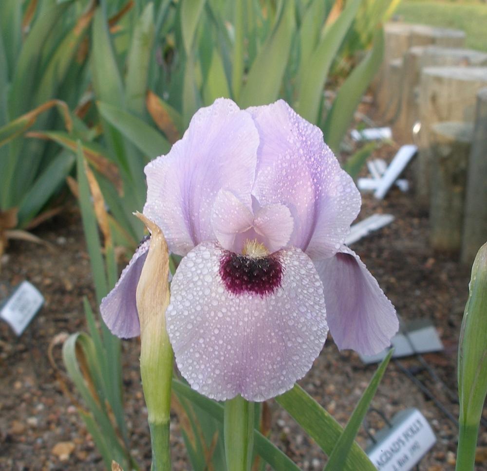 Photo of Arilbred Iris (Iris 'Lancer') uploaded by needrain