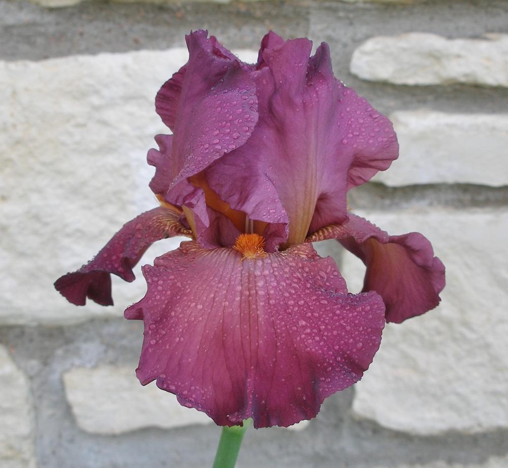 Photo of Tall Bearded Iris (Iris 'Lady Friend') uploaded by needrain
