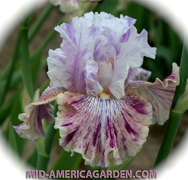 Photo of Tall Bearded Iris (Iris 'Die Laughing') uploaded by Calif_Sue