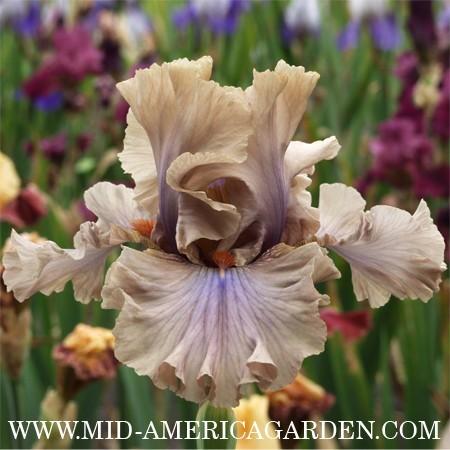 Photo of Tall Bearded Iris (Iris 'Coffee Trader') uploaded by Calif_Sue