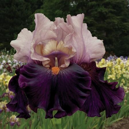 Photo of Tall Bearded Iris (Iris 'Disguise') uploaded by Calif_Sue