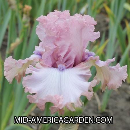 Photo of Tall Bearded Iris (Iris 'Don't Stop Believing') uploaded by Calif_Sue