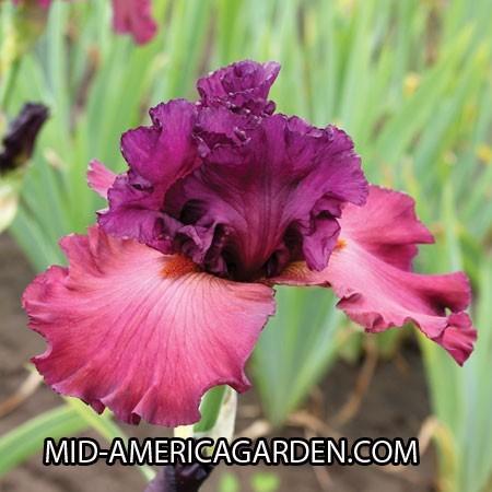 Photo of Tall Bearded Iris (Iris 'Chianti Classic') uploaded by Calif_Sue