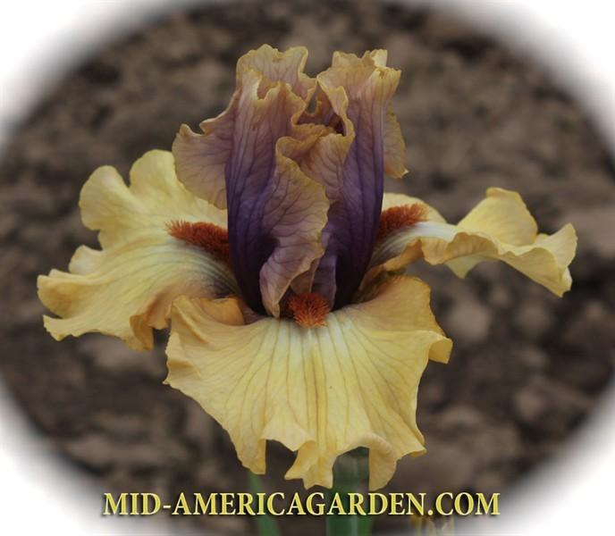 Photo of Tall Bearded Iris (Iris 'Desert Moth') uploaded by Calif_Sue