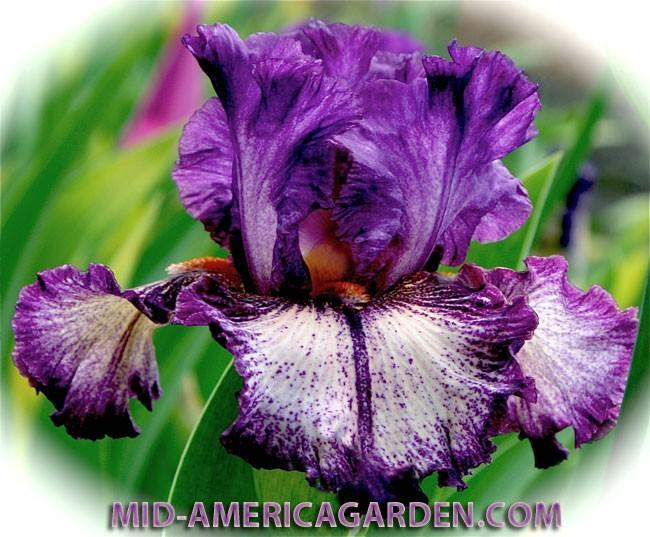 Photo of Tall Bearded Iris (Iris 'Etcetera') uploaded by Calif_Sue