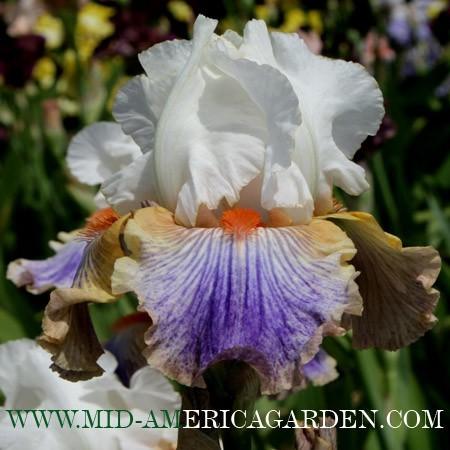 Photo of Tall Bearded Iris (Iris 'Cross Dresser') uploaded by Calif_Sue