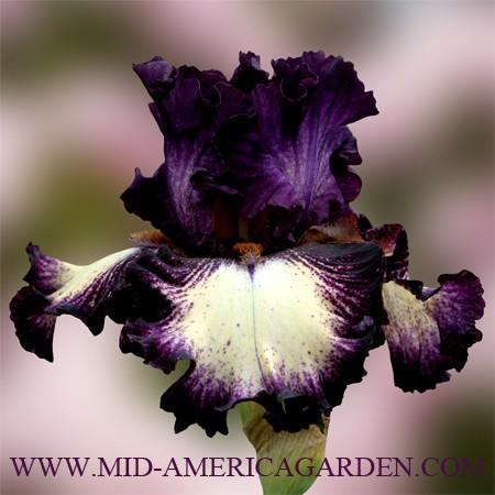 Photo of Tall Bearded Iris (Iris 'Deep Currents') uploaded by Calif_Sue