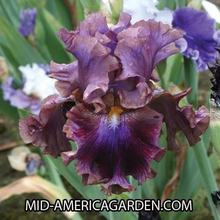 Photo of Tall Bearded Iris (Iris 'Electric Candy') uploaded by Calif_Sue
