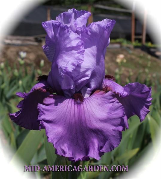 Photo of Tall Bearded Iris (Iris 'Chocolates and Silk') uploaded by Calif_Sue