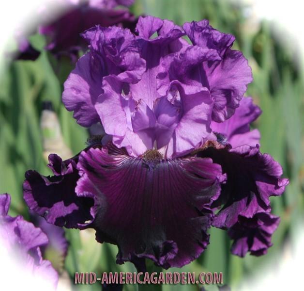Photo of Tall Bearded Iris (Iris 'Dangerous Liaison') uploaded by Calif_Sue