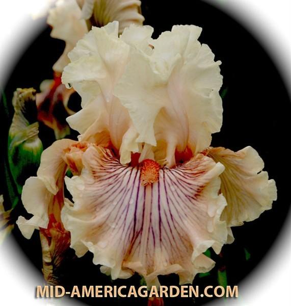 Photo of Tall Bearded Iris (Iris 'Escape from Boredom') uploaded by Calif_Sue