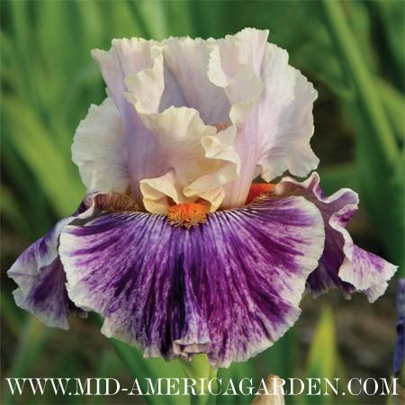 Photo of Tall Bearded Iris (Iris 'Claim to Fame') uploaded by Calif_Sue