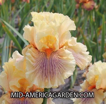 Photo of Tall Bearded Iris (Iris 'Dreamalot') uploaded by Calif_Sue