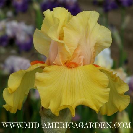 Photo of Tall Bearded Iris (Iris 'Early To Rise') uploaded by Calif_Sue