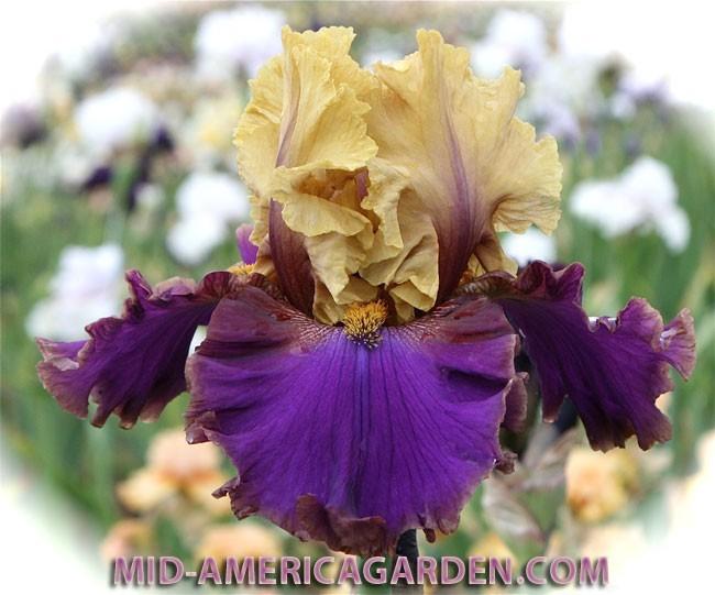 Photo of Tall Bearded Iris (Iris 'Deal or No Deal') uploaded by Calif_Sue
