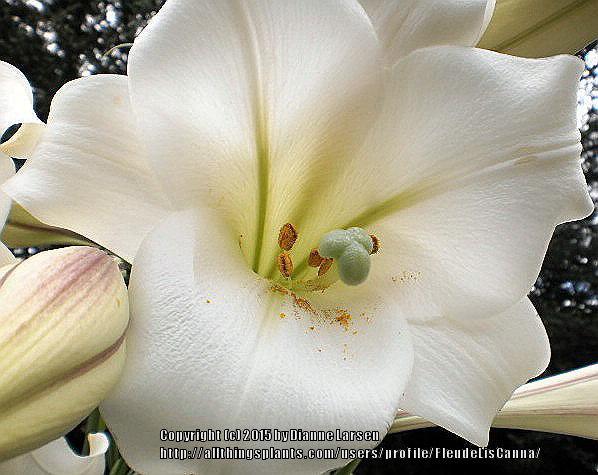 Photo of Lily (Lilium longiflorum var. longiflorum) uploaded by FleudeLisCanna