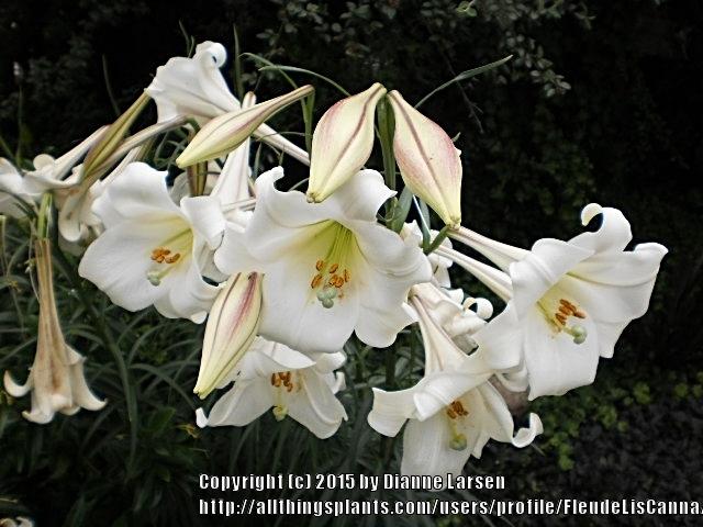 Photo of Lily (Lilium longiflorum var. longiflorum) uploaded by FleudeLisCanna