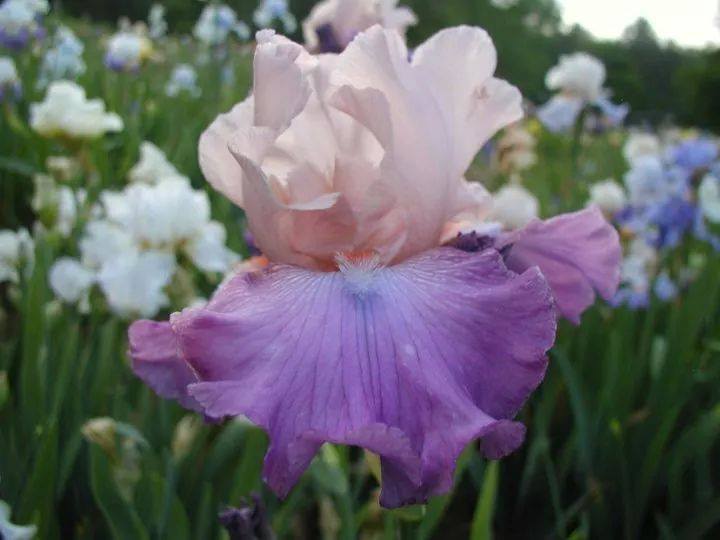 Photo of Tall Bearded Iris (Iris 'Kimberly My Love') uploaded by Misawa77