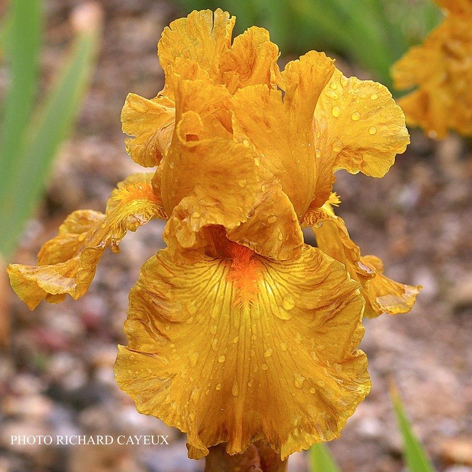 Photo of Tall Bearded Iris (Iris 'Cigarillo') uploaded by Misawa77